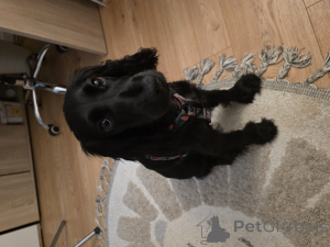 Photo №2 de l'annonce № 148395 de la vente cocker spaniel anglais - acheter à Pologne annonce privée