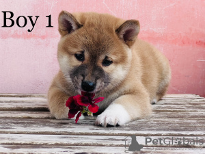 Photo №3. shiba inu. Hongrie