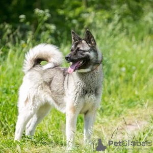 Photo №2 de l'annonce № 123067 de la vente chien bâtard - acheter à Fédération de Russie 