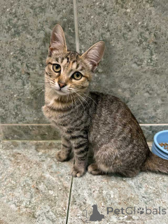 Photo №2 de l'annonce № 155852 de la vente  - acheter à Fédération de Russie annonce privée