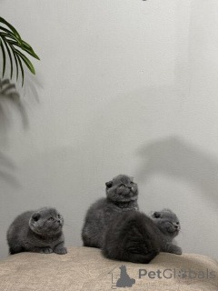 Photo №2 de l'annonce № 155332 de la vente scottish fold - acheter à Allemagne 