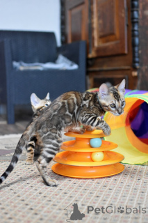 Photo №2 de l'annonce № 166567 de la vente bengal - acheter à Biélorussie annonce privée, de la fourrière, éleveur