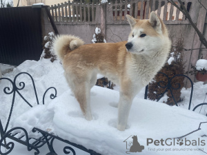 Photo №2. Service d'accouplement akita (chien). Prix - négocié