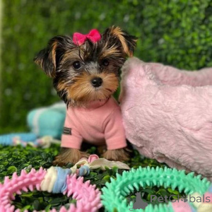 Photo №2 de l'annonce № 149976 de la vente yorkshire terrier - acheter à USA annonce privée, de la fourrière, de l'abri, éleveur
