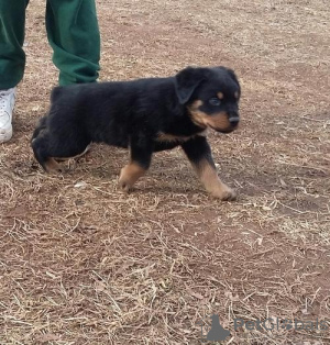 Photo №1. chien bâtard - à vendre en ville de Бржецлав | négocié | Annonce №96505