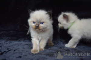 Photos supplémentaires: Chatons Ragdoll en bonne santé disponibles autour de chez vous