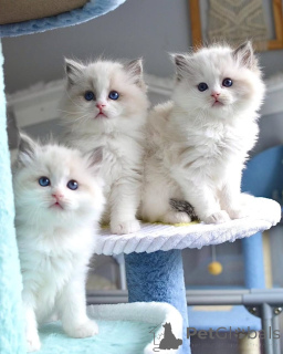 Photo №1. ragdoll - à vendre en ville de Düsseldorf | Gratuit | Annonce № 160189