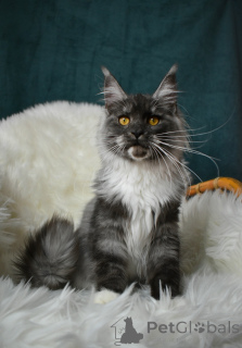 Photo №1. maine coon - à vendre en ville de Москва | négocié | Annonce № 139612