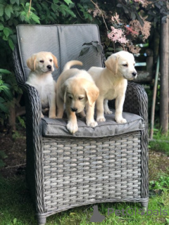 Photo №1. labrador retriever - à vendre en ville de Paris | négocié | Annonce №126474