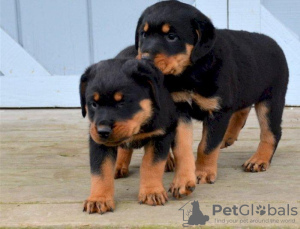 Photo №1. rottweiler - à vendre en ville de Дублин | 379€ | Annonce №58330