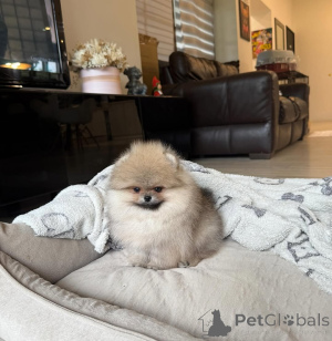 Photo №1. spitz nain - à vendre en ville de Berlin | 367€ | Annonce №167355