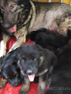 Photo №2 de l'annonce № 164937 de la vente chien-loup de saarloos - acheter à Estonie annonce privée