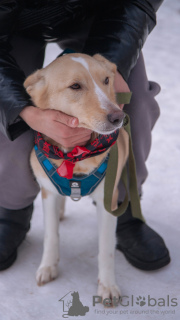 Photo №3. Le chien est entre de bonnes mains. Fédération de Russie