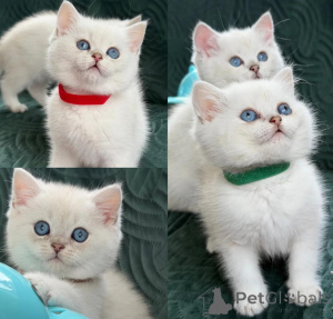 Photo №1. british shorthair - à vendre en ville de Aalborg | négocié | Annonce № 168537
