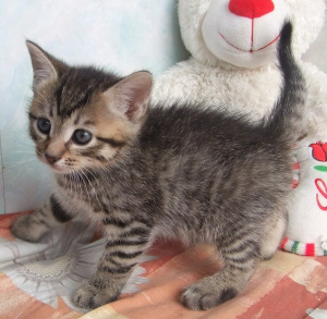 Photo №1. chat de gouttière - à vendre en ville de Kharkov | 90€ | Annonce № 776