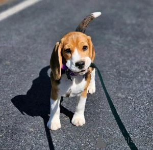 Photo №2 de l'annonce № 139000 de la vente beagle - acheter à USA éleveur