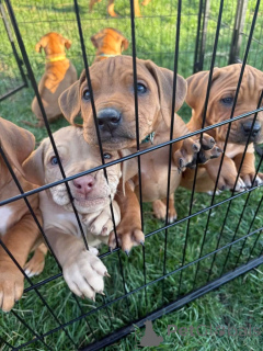Photo №1. chien de rhodésie à crête dorsale - à vendre en ville de Berlin | 1594€ | Annonce №138904