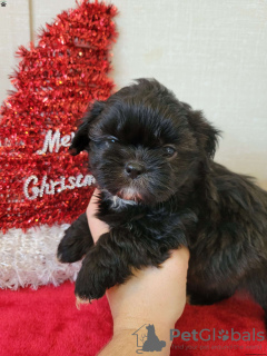 Photo №4. Je vais vendre shih tzu en ville de Bergheim.  - prix - négocié