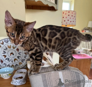 Photo №1. bengal - à vendre en ville de Oyten | 350€ | Annonce № 177562