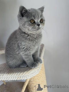 Photo №2 de l'annonce № 169872 de la vente british shorthair - acheter à République Tchèque éleveur