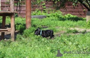 Photo №3. Chiot bouledogue français, classe show mâle FCI Ivanovo. Fédération de Russie