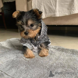 Photo №1. yorkshire terrier - à vendre en ville de Delsbo | négocié | Annonce №157330