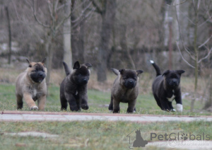 Photo №3. Chiots Akita. Allemagne