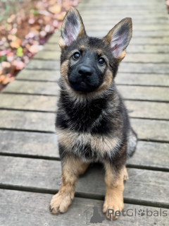 Photo №1. berger allemand - à vendre en ville de Brême | négocié | Annonce №163586