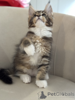 Photo №2 de l'annonce № 164569 de la vente maine coon - acheter à Monaco éleveur