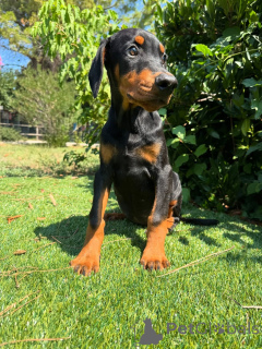 Photo №1. dobermann - à vendre en ville de Stockholm | négocié | Annonce №160838