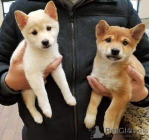 Photo №1. shiba - à vendre en ville de Helsinki | négocié | Annonce №108683