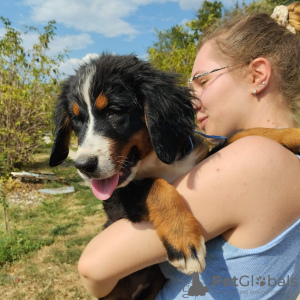 Photo №3. Chiots bouvier bernois. Serbie