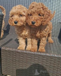 Photo №1.  - à vendre en ville de Innsbruck | 600€ | Annonce №143483