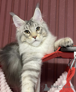 Photo №2 de l'annonce № 161671 de la vente maine coon - acheter à USA éleveur