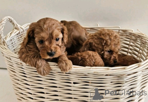 Photo №1. labradoodle - à vendre en ville de Флорида Сити | 1063€ | Annonce №138967