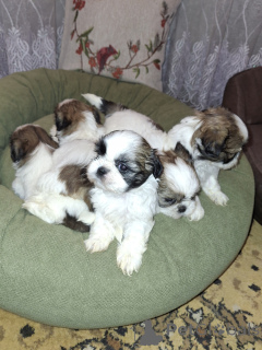 Photo №1. lhassa apso, bichon maltais, maltipu, spitz nain, caniche (nain), spitz finlandais, shih tzu - à vendre en ville de Riga | 700€ | Annonce №167392