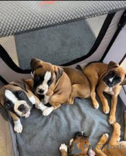 Photo №1. boxer - à vendre en ville de Bruxelles | 850€ | Annonce №166583