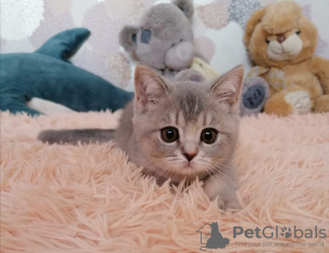 Photo №1. british shorthair - à vendre en ville de Lioubertsy | 332€ | Annonce № 21801