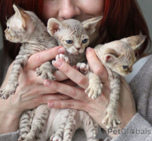 Photo №1. devon rex - à vendre en ville de Danzig | négocié | Annonce № 171380