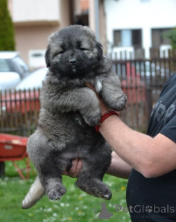 Photo №3. Chiots berger allemand du Caucase. Serbie