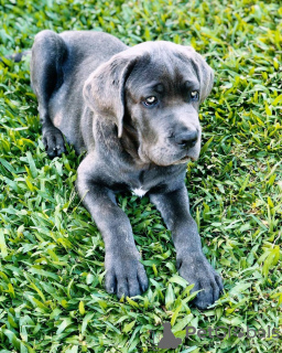 Photo №1. cane corso - à vendre en ville de Sofia | 320€ | Annonce №78621