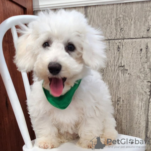 Photo №1. bichon à poil frisé - à vendre en ville de Bogotá | 142€ | Annonce №45700