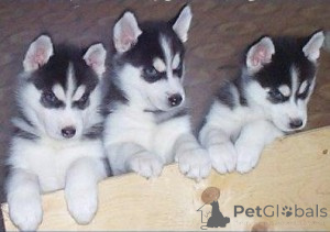 Photo №1. husky de sibérie - à vendre en ville de Charleroi | 388€ | Annonce №171081