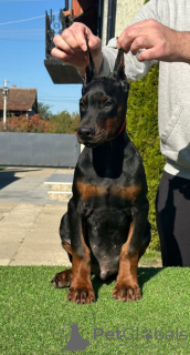 Photos supplémentaires: Chiots Doberman à vendre