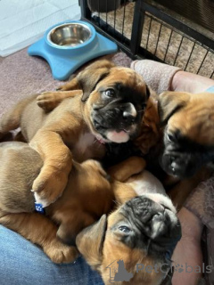 Photo №1. boxer - à vendre en ville de Rozaje | 380€ | Annonce №158928