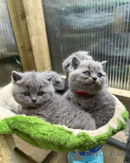 Photo №1. british shorthair - à vendre en ville de Bernburg | 350€ | Annonce № 170872