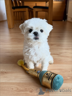 Photo №1. bichon maltais - à vendre en ville de Helsinki | 550€ | Annonce №163777