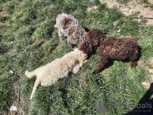 Photos supplémentaires: Chiots Lagotto Romagnolo de race pure