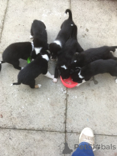 Photo №2 de l'annonce № 172829 de la vente border collie - acheter à République Tchèque annonce privée, éleveur