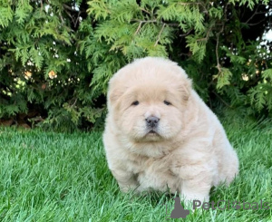 Photo №1. chow-chow - à vendre en ville de Munich | 350€ | Annonce №160408